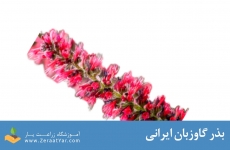 بذر گاوزبان ایرانی